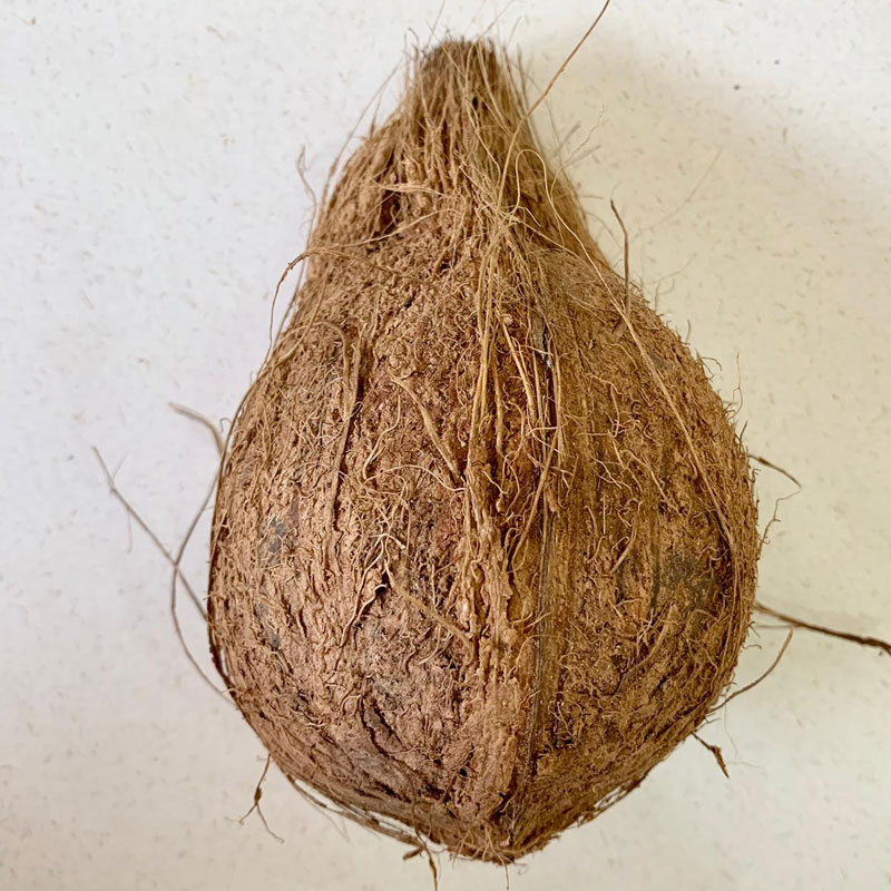 Coconut (lokkipur)